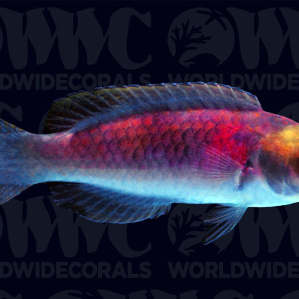 Darwin Fairy Wrasse - Australia