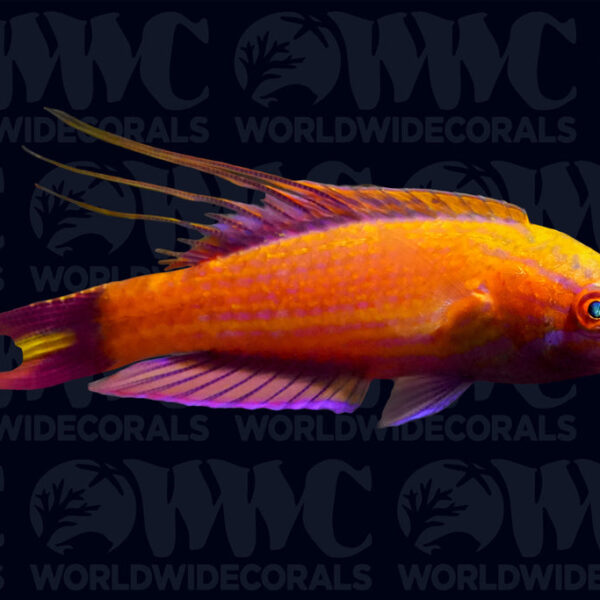 Bell's Flasher Wrasse - Male - Marshall Islands