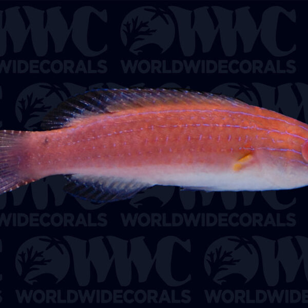 Monsoon Fairy Wrasse - Australia