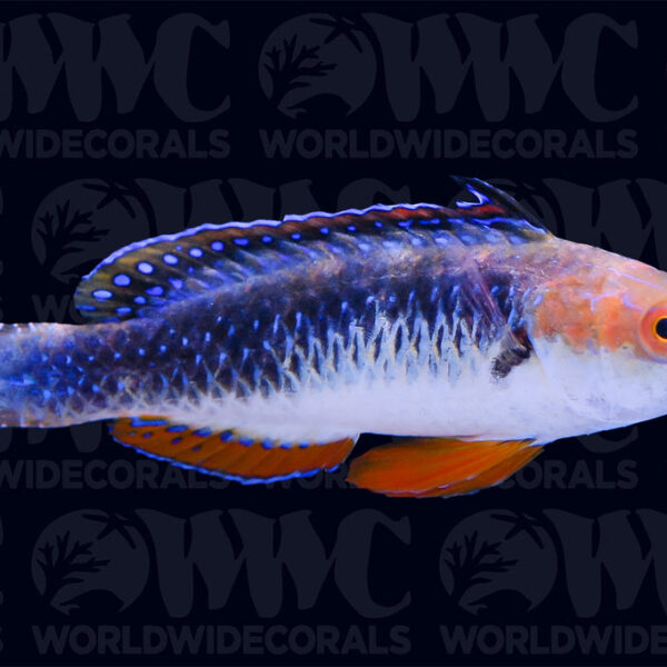 Monsoon Fairy Wrasse - Male - Australia