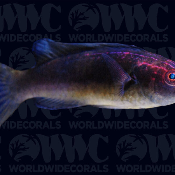 Dusky Brunneus Fairy Wrasse - Philippines