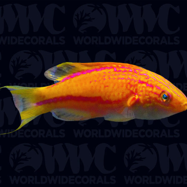 Squire's Fairy Wrasse - Male - Papua New Guinea