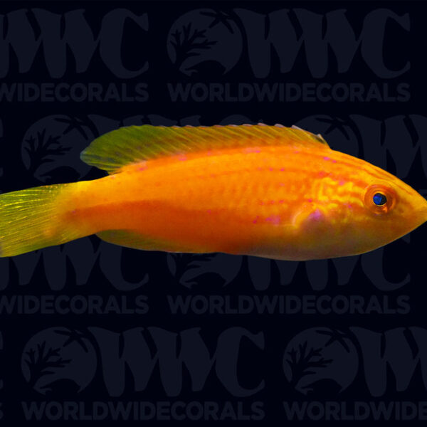 Squire's Fairy Wrasse - Papua New Guinea