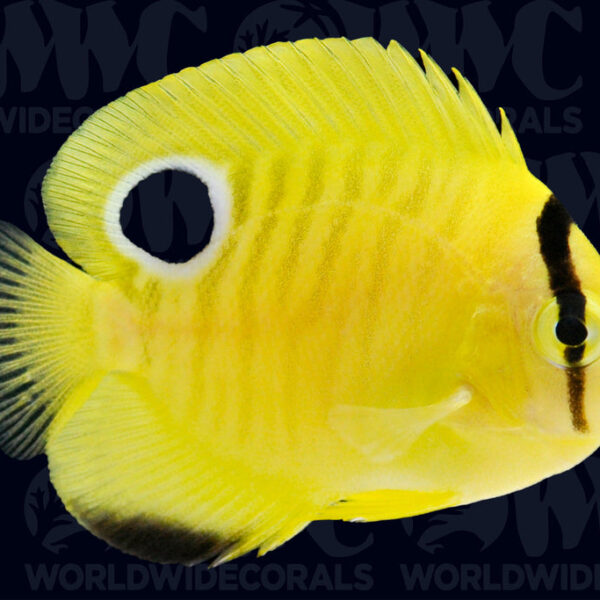 Juvenile Goldflake Angelfish - Aquacultured Bali Aquarich - Indonesia