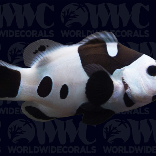 Black Storm Ocellaris Clownfish - Aquacultured - USA