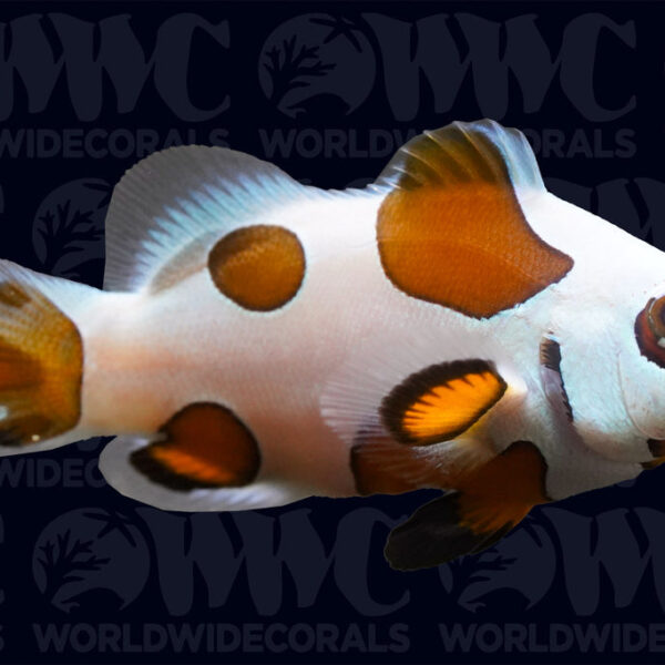 Mocha Storm Ocellaris Clownfish - Aquacultured - USA