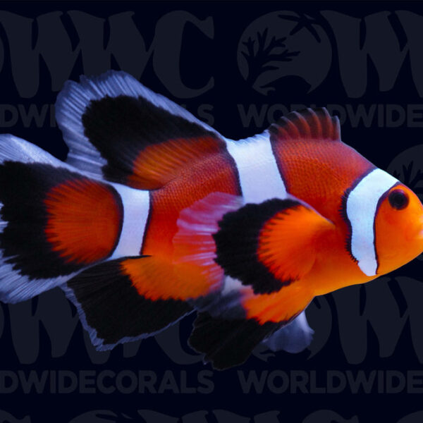 Mocha Longfin Ocellaris Clownfish - Aquacultured - USA