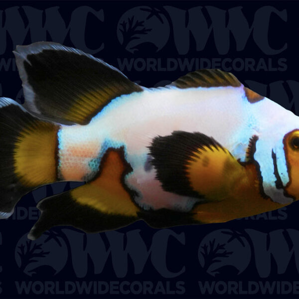 Black Ice Longfin Clownfish - Aquacultured - USA