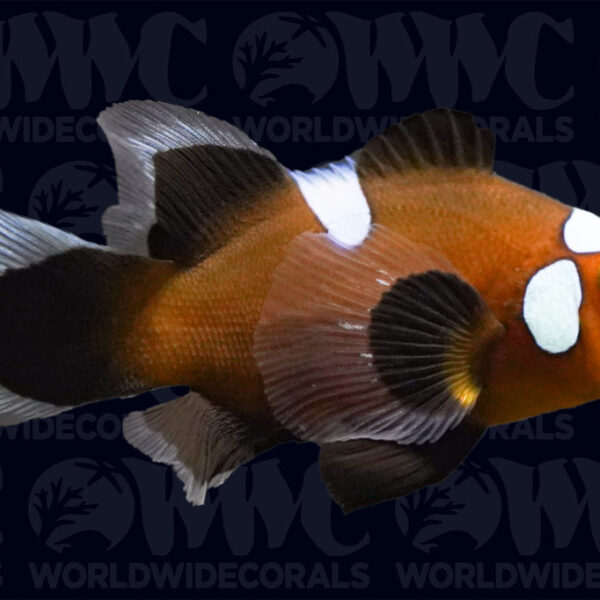 Black Misbar Longfin Ocellaris Clownfish - Aquacultured - USA