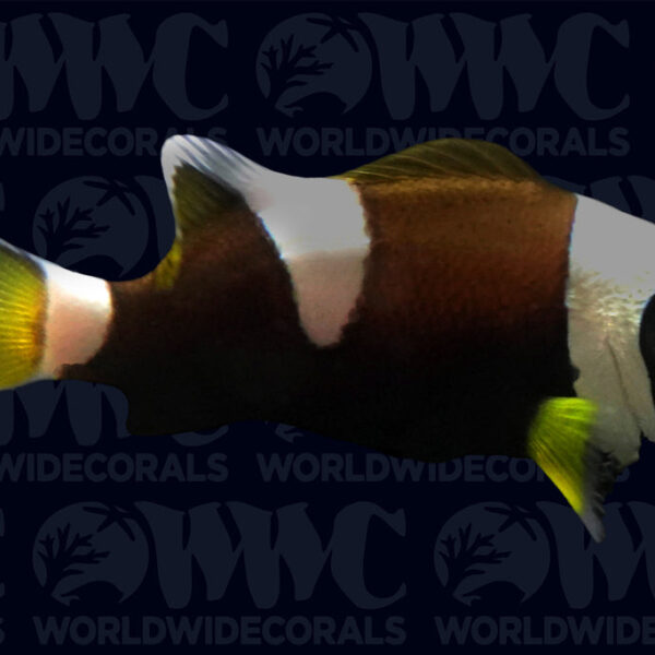 Misbar Wide-band Clownfish - Aquacultured - U.S.A.