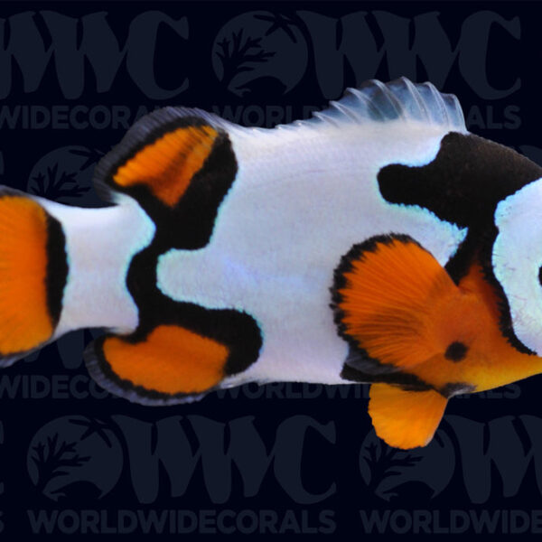 Picasso Black A2 Percula Clownfish - Aquacultured Bali Aquarich - Indonesia