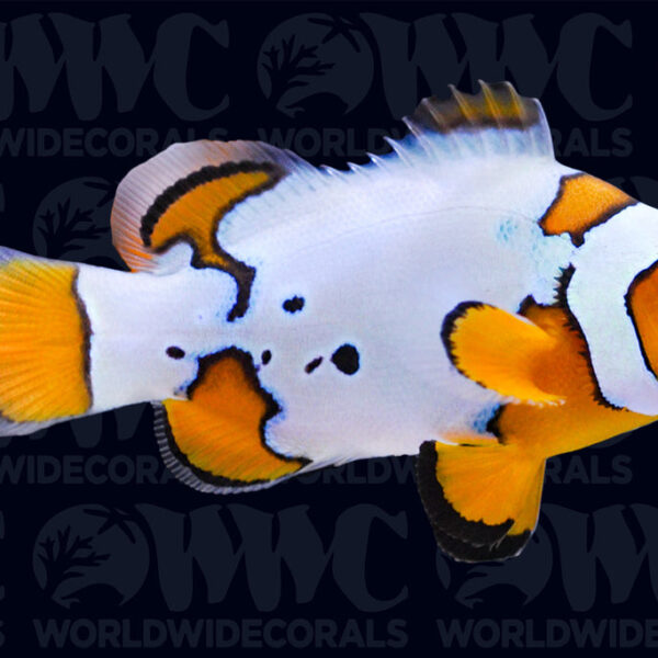 Extreme Snow Onyx Percula Clownfish - Aquacultured Bali Aquarich - Indonesia