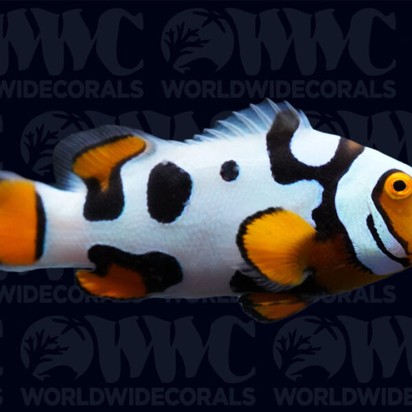 Picasso Black P1 Percula Clownfish - Aquacultured Bali Aquarich - Indonesia