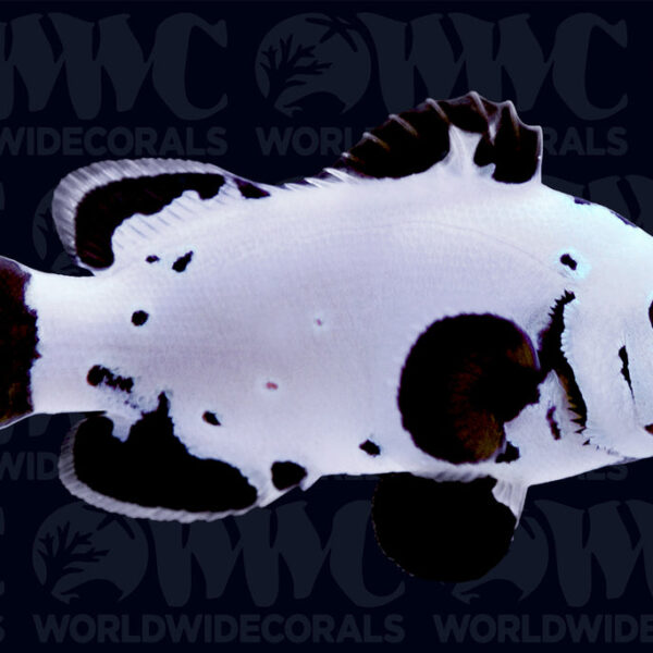 Black Ice Grade A Ocellaris Clownfish - Aquacultured Bali Aquarich - Indonesia