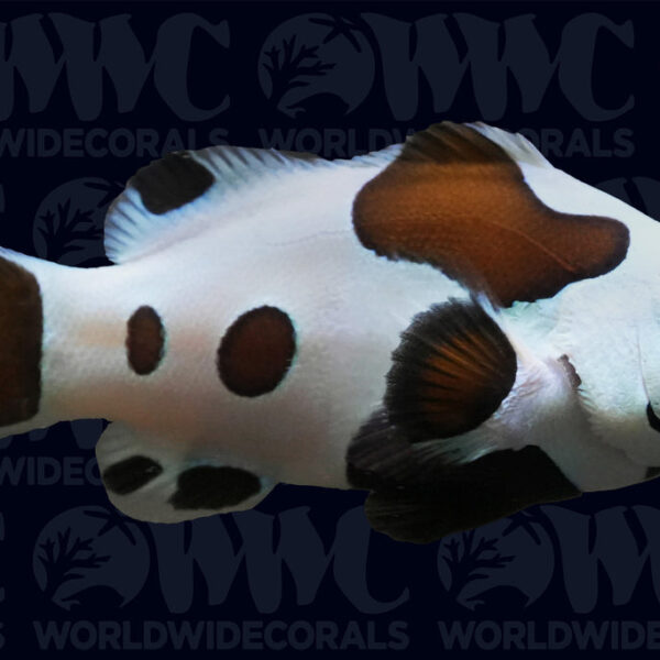 Black Storm Ocellaris Clownfish - Aquacultured - USA