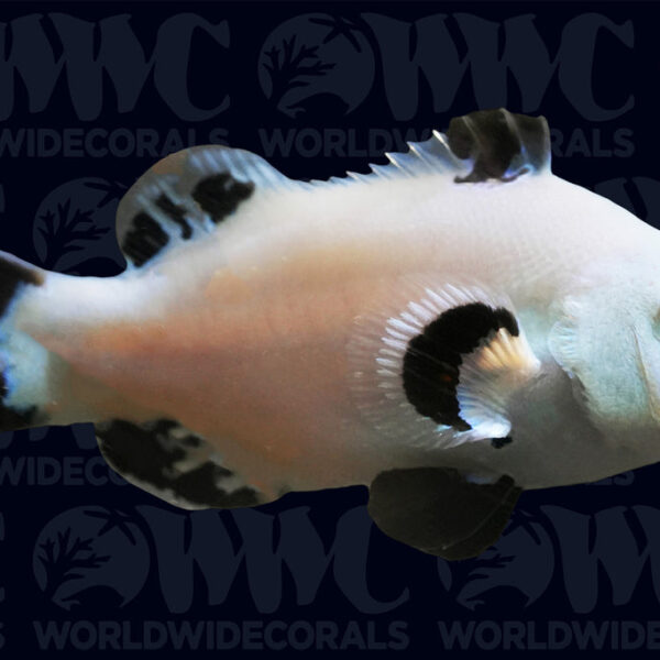 Snow Storm Ocellaris Clownfish - Aquacultured - USA