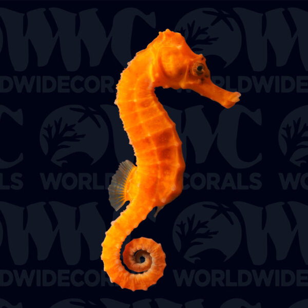 Longsnout Reidi Orange Seahorse - Aquacultured - Taiwan