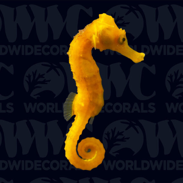 Longsnout Reidi Yellow Seahorse - Aquacultured - Taiwan