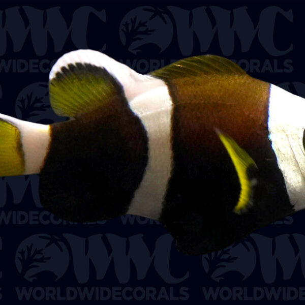 Wide-band Clownfish - Aquacultured - USA