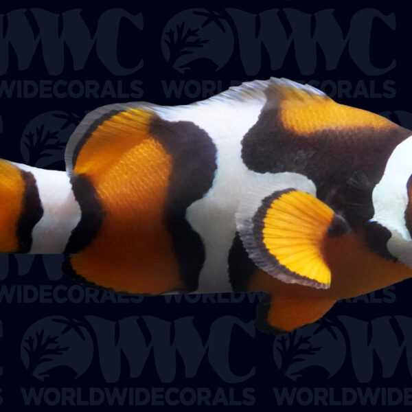 Black Picasso P2 Percula Clownfish - Aquacultured Bali Aquarich - Indonesia