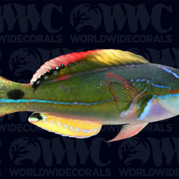 Exquisite Fairy Wrasse - Male - Fiji