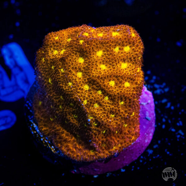 Jason Fox Autumn Harvest Psammocora Coral