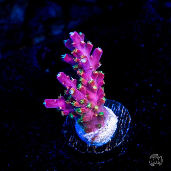 Jason Fox Shock Tart Acropora