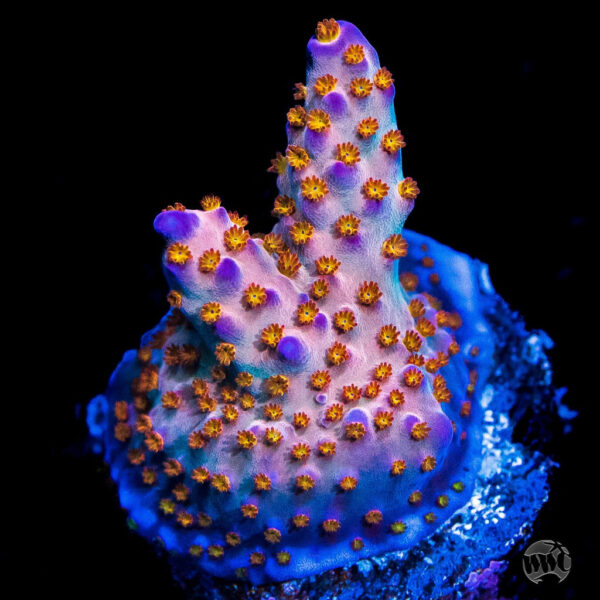 WWC Mojo Man Acropora