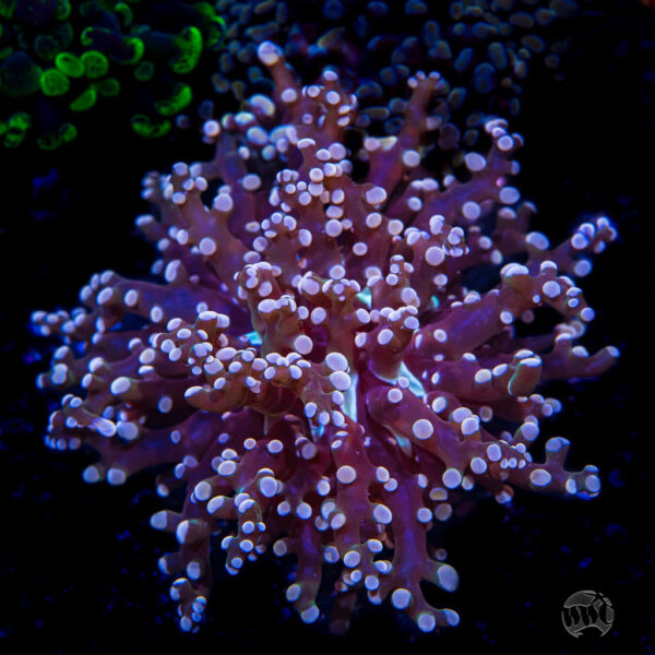 Peach Branching Frogspawn Coral