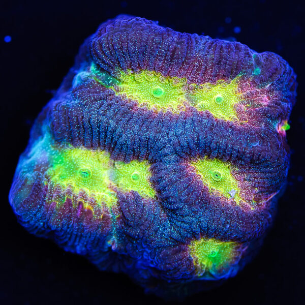 Rainbow Platygyra Coral