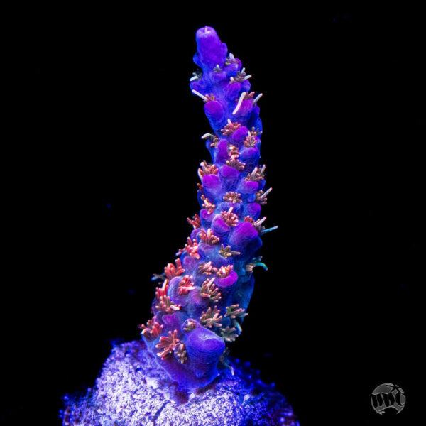 Vivid's Confetti Acropora