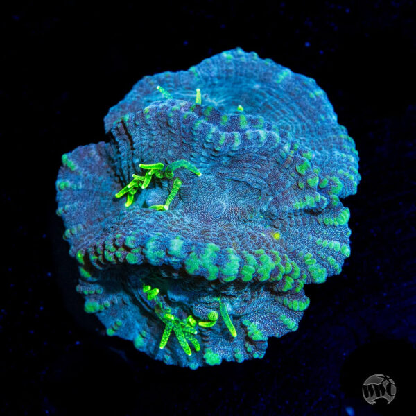 WWC Neon Polyp Oulophyllia