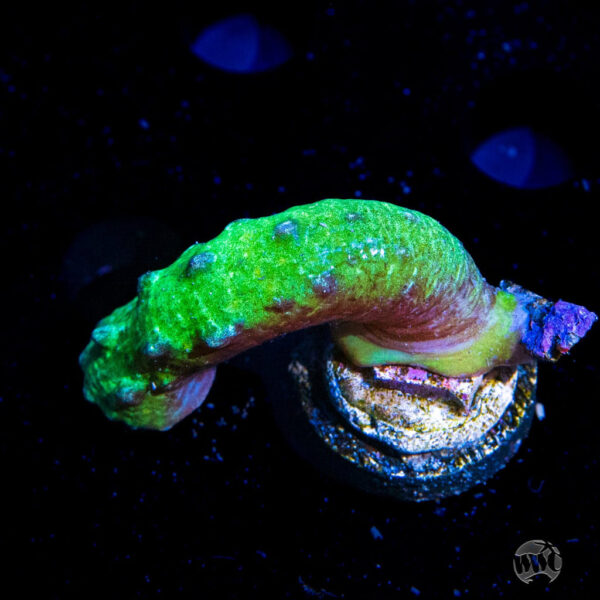 WWC Green Snake Polyp