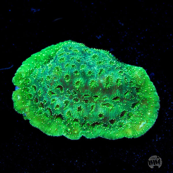 WWC Blazing Green Pavona