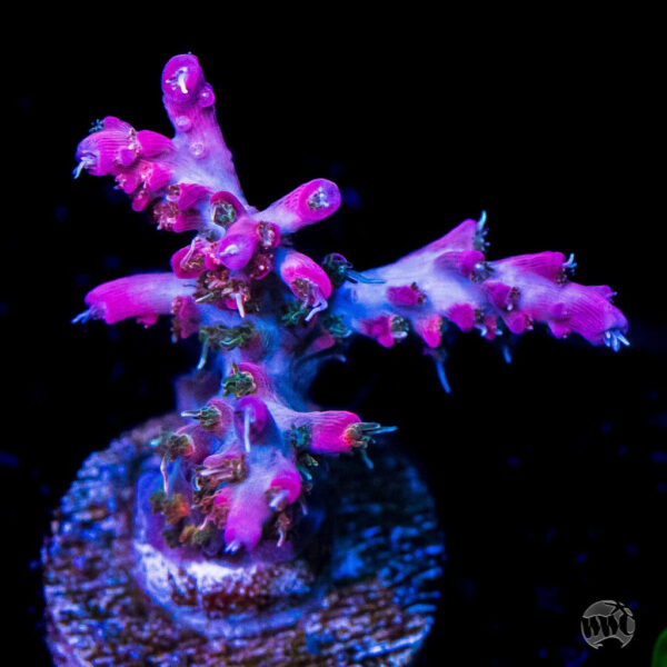 WWC Hippie Juice Acropora