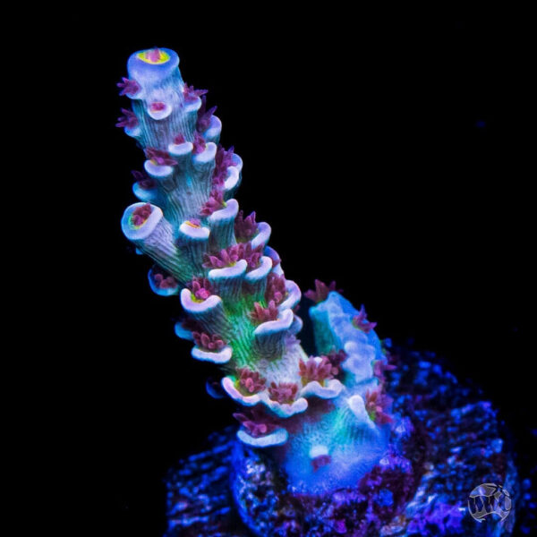 WWC Sabotage Tenuis Acropora