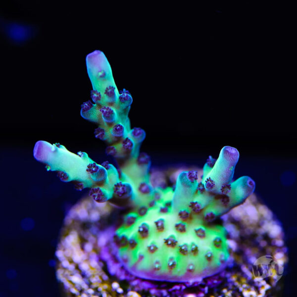 WWC Aussie Special Acropora