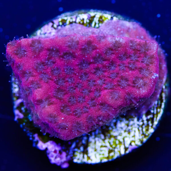 WWC Darth Maul Porites Coral