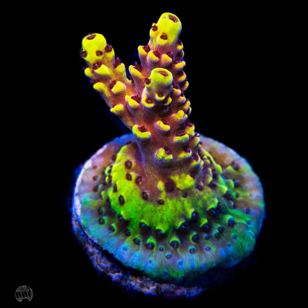 RR Fuzzy Navel Acropora