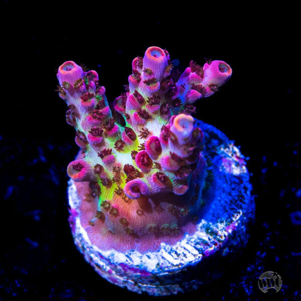 WWC Hyper Pink Acropora