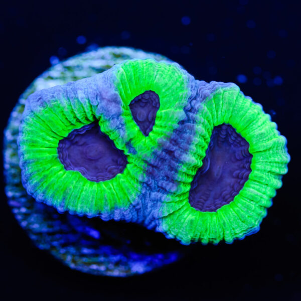 WWC PPE Favia Coral