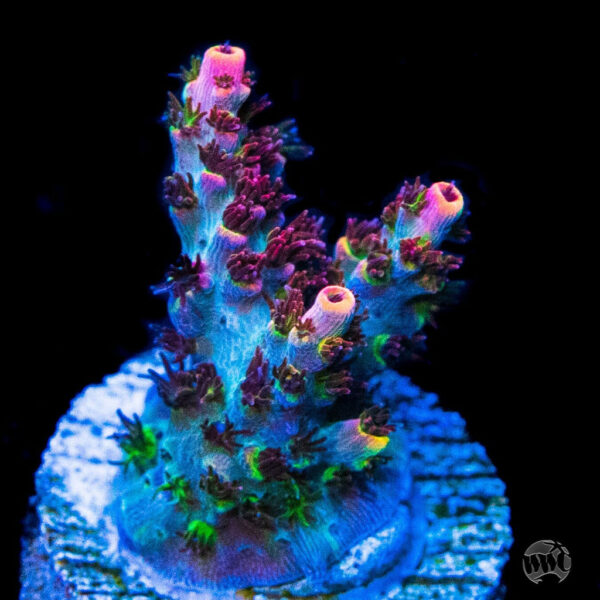 WWC Wow Acropora