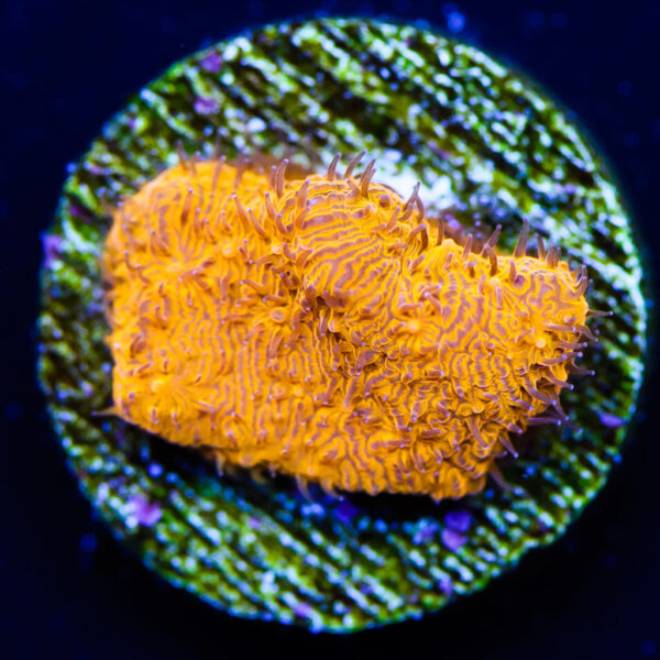 WWC 24k Lithophyllon Coral