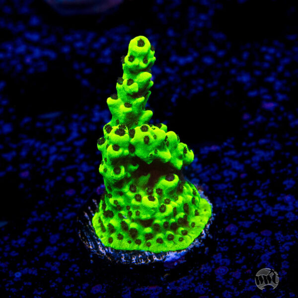 WWC Goblin Acropora