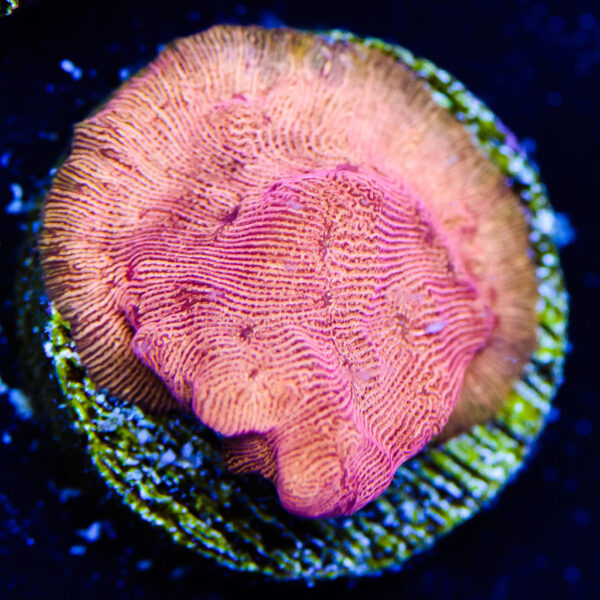 WWC BBQ Chip Leptoseris Coral