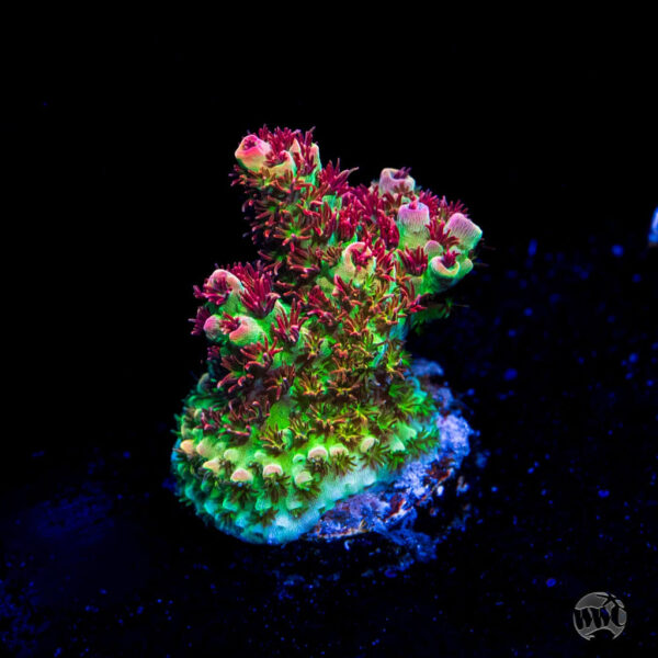 WWC Dirty Love Dreams Acropora