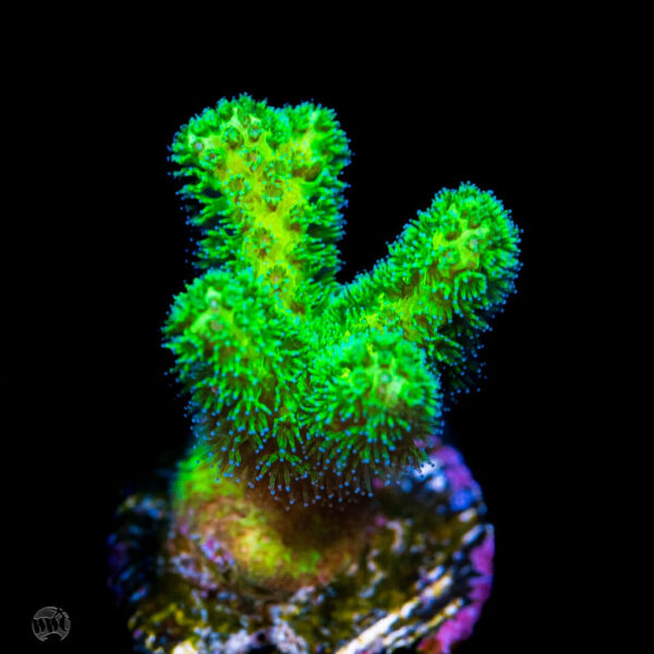 WWC Fantasy Island Birdsnest Coral