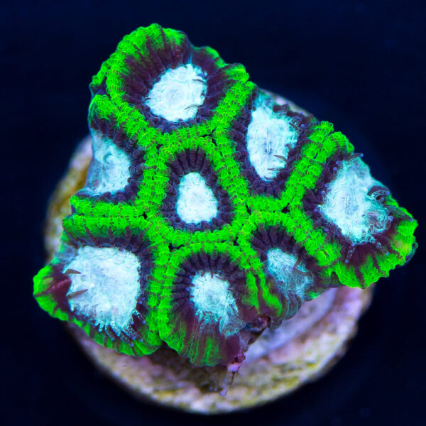 WWC GI Joe Favia Coral