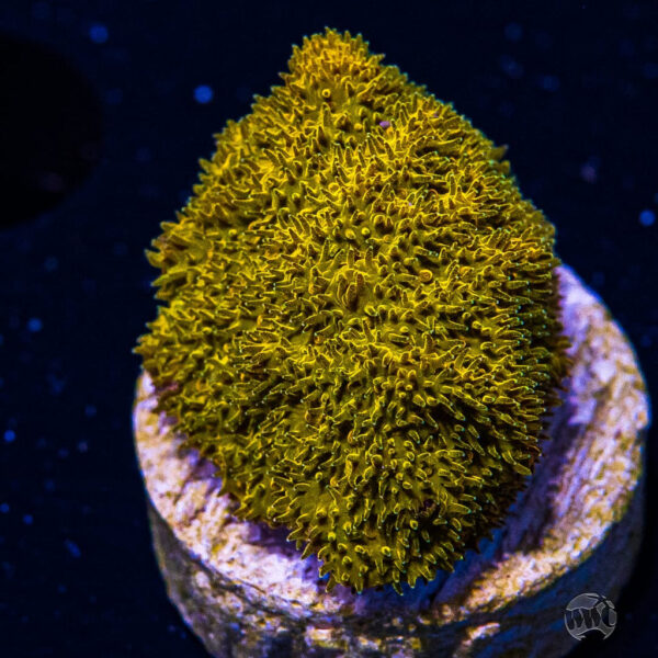 WWC Golden Psammocora Coral