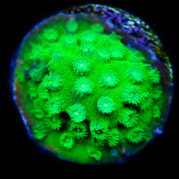 WWC Lime Green Cyphastrea Coral